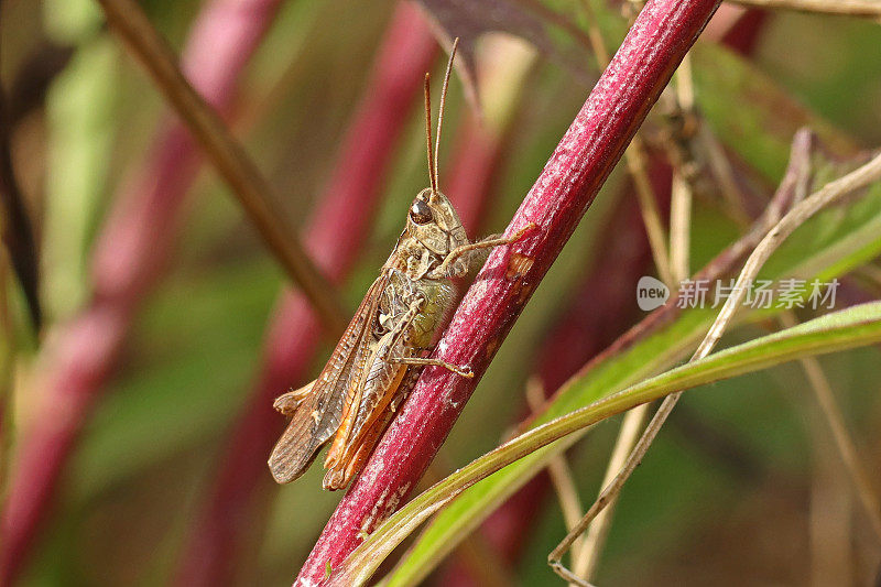 悦耳的蝗虫(Gomphocerippus bigutulus)。